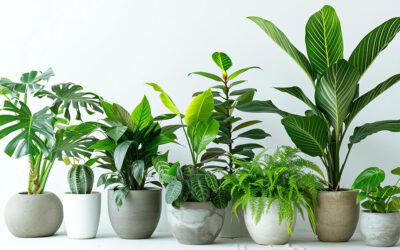 Plant Parenthood: A Beginner’s Guide to Houseplants